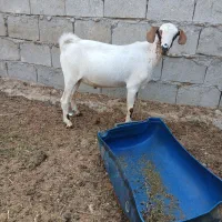 نری ۸کیلو گوشت چاق خورنده.سن ۴ماهه