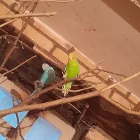 مرغ عشق|پرنده|اهواز, معین زاده|دیوار