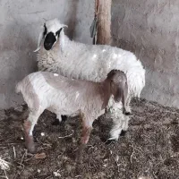 میش و بره