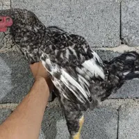 فروش امروک  و هیبرید