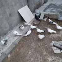 کبوتر ‌