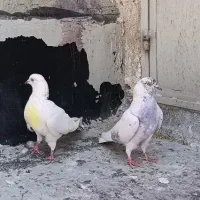 دوجفت کقتر پرشی خوب