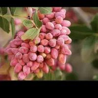 دوهکتارباغ پسته دوازده ساله