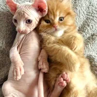 گربه های خاص و زیبا