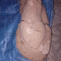 فسیل|کلکسیون اشیاء عتیقه|تهران, امیریه|دیوار
