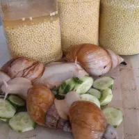 حلزون خاص و وارداتی . فروش فوری