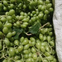 غوره قروشی