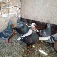 ۸ عدد کبوتر