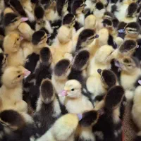 جوجه اردک اسرائیلی