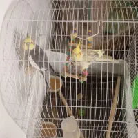 معاوضه عروس هلندی با کبوتر