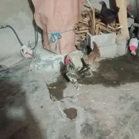 مرغ خروس سیبرایت بالغ