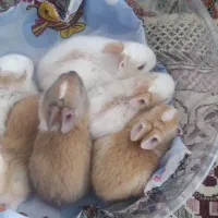 خرگوش بازیگوش ۲