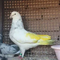 کفتر
