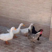 2 عدد مرغ تخم‌گذار سه عدد اردک اونم تخم میزاره