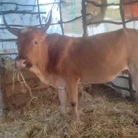 فروش گاو چالوسی اصیل