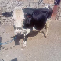 گاو سیمینتال شیری