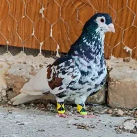 بار کبوتر