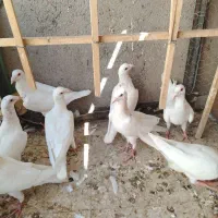 جوانه هفرنگ