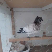 گبوتر