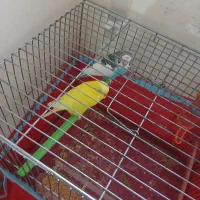 مرغ عشق