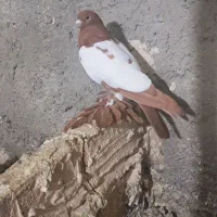کبوتر کوینحلی