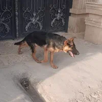 سگ ژرمن شپرد