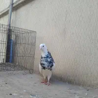 طوقی نر|پرنده|بستان آباد, |دیوار