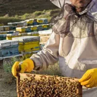 عسل کوه ریگ،  طبیعی و ارگانیک