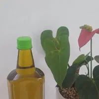 روغن زیتون طارم