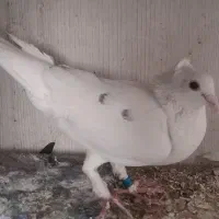کبوتر کاکلی