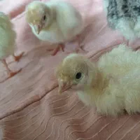 جوجه بوقلمون ۱ روزه