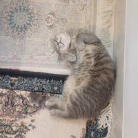 گربه بیریتیش ۷ ماه