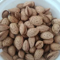 بادام