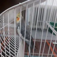 پرنده