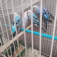 مرغ عشق
