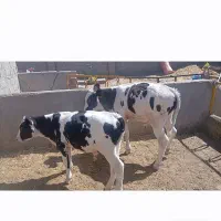 دوراس گوساله نر درجه یک قلم دار