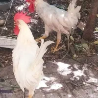 خروس|حیوانات مزرعه|مشهد, هفت تیر (آب و برق)|دیوار