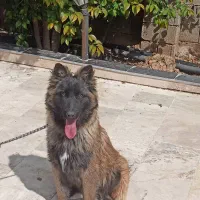سگ بلژین شیپرد ماده هفت ماهه
