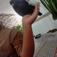 کفتر شهری نر