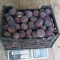 انجیرسیاه