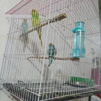 برنده