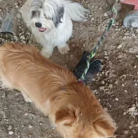 سگ ....‌