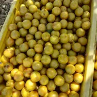 آلوچه سیدی
