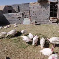 فروش بوقلمون
