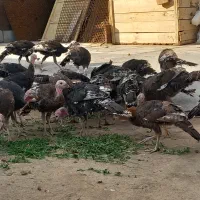 جوجه بوقلمون 5 ماهه