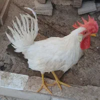 خروس