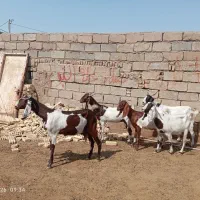 سلام بز داشت