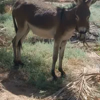 الاغ ماده