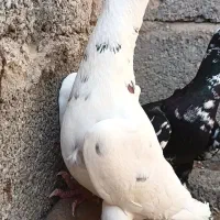 کفتر کبوتر کاریر