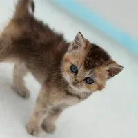بچه گربه